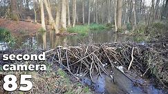 Manual Beaver Dam Removal No.85 - A Dam That Flooded The Forest - Second Camera