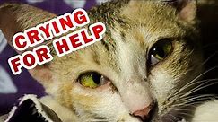 Top 10 signs your cat is crying for help you didn't know