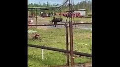 An epic fight between a bear and a moose was filmed in Yakutia