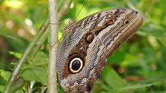 Mariposa Búho o Caligo memmon-Guía de mariposas del Mundo