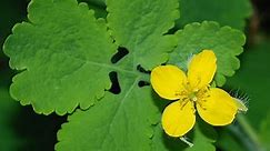 Rostopasca (Chelidonium majus) - plante medicinale, beneficii și indicații terapeutice