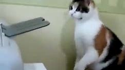 Cat vs Printer!