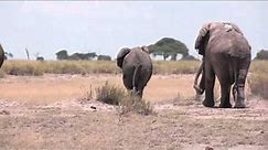 Elephant mating season in Amboseli, Kenya
