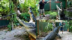 Largest crocodile in captivity (living)