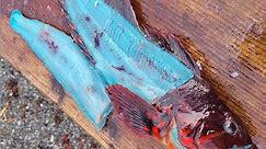 Fisherman Cooks 'Incredible' Blue-Fleshed Fish After Reeling It in Off Alaska Coast
