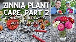 😀 Zinnia Plant Care, Part 2: Fertilizing, Cut Flowers, and Deadheading 😀