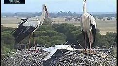 Warning: disturbing video! Bocianie bestie /Stork beasts - Portugal, Ninho Zacarias