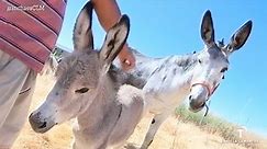 El único criador de burros de la provincia de Cuenca. 21/06/2016.