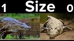 Nile Crocodile VS Saltwater Crocodile Comparison