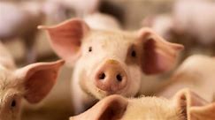 From liver to kidney: Chinese scientists pass another milestone in pig organ transplants for humans
