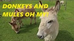 Donkey vs Mule: Spot the Difference