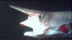 Goblin shark bites