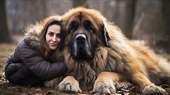 Top 10 Biggest Dogs!