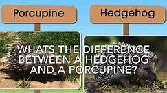 Whats the difference between a porcupine and hedgehog?
