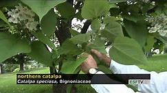 Trees with Don Leopold - northern catalpa