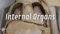 The Real Human Body: Internal Organs of the Thorax