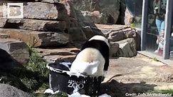 PANDA PARTY! Adelaide Zoo Pandas Enjoy Birthday Bash