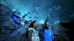 Manta Aquarium | SeaWorld Orlando
