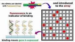 Gene Expression Analysis and DNA Microarray Assays