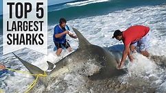 Top 5 Largest Sharks Caught