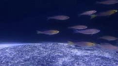 King Aquarium - Cyprichromis leptosoma tricolour moved to...