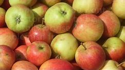 A guide to harvesting apples