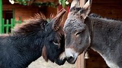 Donkey vs Mule:5 Key Differences Explained