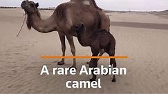 Rare Arabian camel calf born in Peru's desert