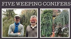 Five fabulous weeping conifers: how to grow then and where to use them!