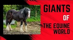 The 7 Largest Horse Breeds