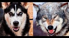 Alaskan Malamute vs Wolf
