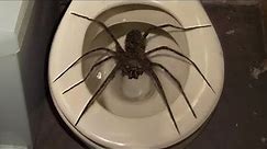 10 Biggest Spiders Ever Encountered!