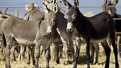 Male, female and young of the donkey called in English
