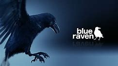 2024 Reel - Blue Raven
