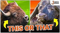 Buffalo VS. Bison | What's the Difference?