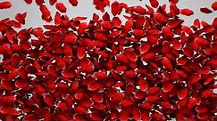 Red rose petals full screen| Background footage | Transition effect | CG| Free