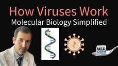 How Viruses Work - Molecular Biology Simplified (DNA, RNA, Protein Synthesis)