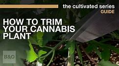 How To Trim and Train Your Cannabis Plant
