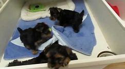 Amazing Teacup Yorkie Puppies For Adoption!