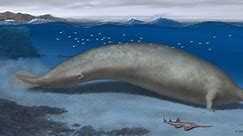 Colossal new species may be largest animal that ever existed