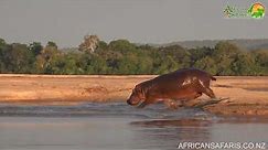 How fast can a hippo run?!?