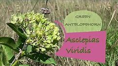Asclepias viridis Green Antelopehorn