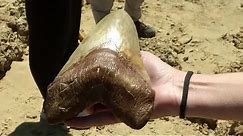 Huge prehistoric shark tooth discovery