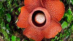 World’s largest flower is in danger of extinction, scientists warn