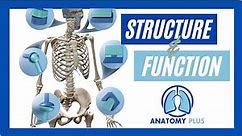 Understanding Joint Structure & Function