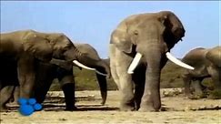 African Elephants - the Biggest Animal in Africa - part 1.