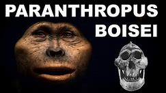 Paranthropus boisei: The Nutcracker Man