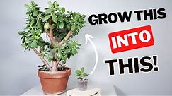how to grow a LARGE jade plant