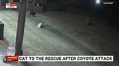 Footage captures moment cat saves dog from coyote attack