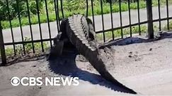 Giant alligator bends metal fence in Florida